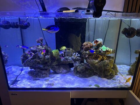 Aquarium recifal eau de mer 1100 59000 Lille