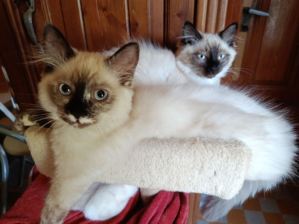   Chaton siamois  