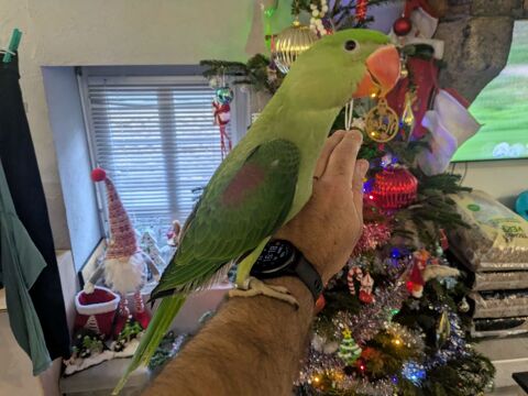 Grand alexandre élevée main 450 42380 Saint-bonnet-le-chteau