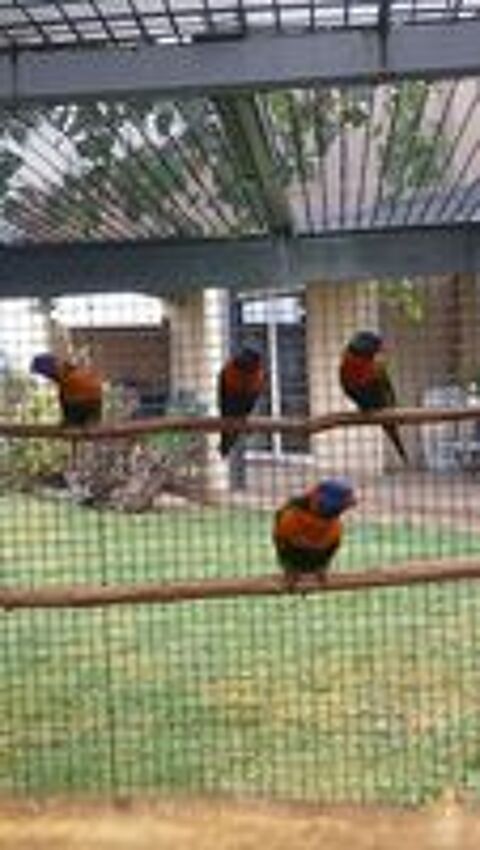  2 couples de lori 