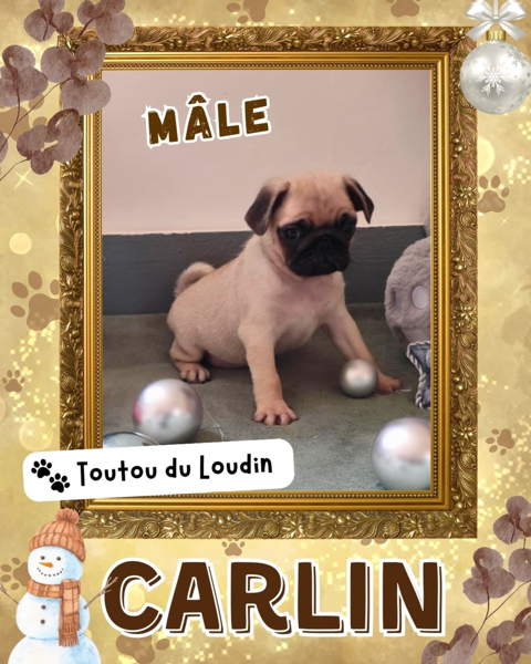 Chiot carlin m&acirc;le 800 18140 Pr�cy