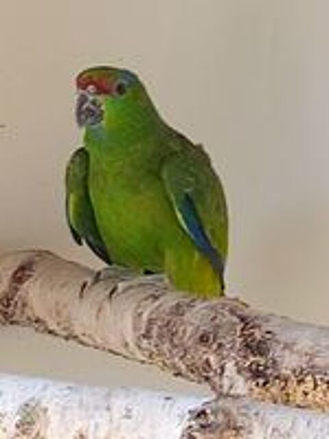   Amazone festiva 