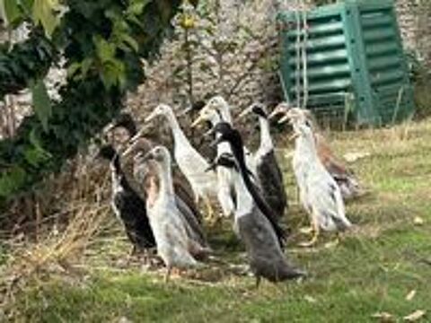   Jeunes canards coureurs indiens de juin  