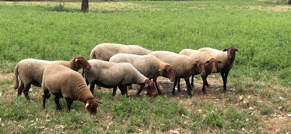   Moutons Solognote 