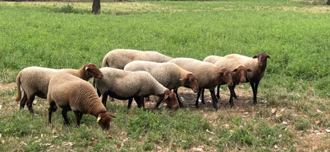 Moutons Solognote 150 49250 Gée