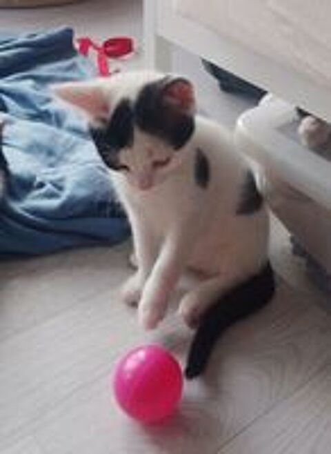   Domino chaton 3 mois à l'adoption sur Lille 