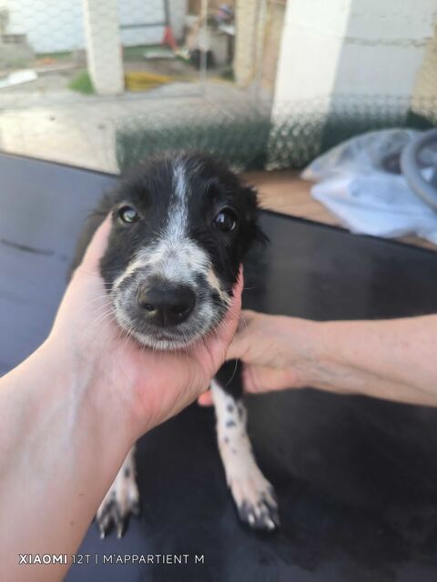 donne chiot border collie avant le 10.10.26 Ille-sur-Têt (66)