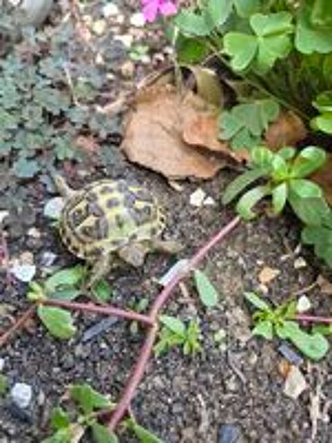   Tortue de terre  