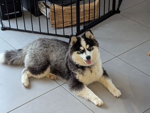 Magnifique pomsky _ F2 _ Femelle 0 69490 Vindry-sur-turdine