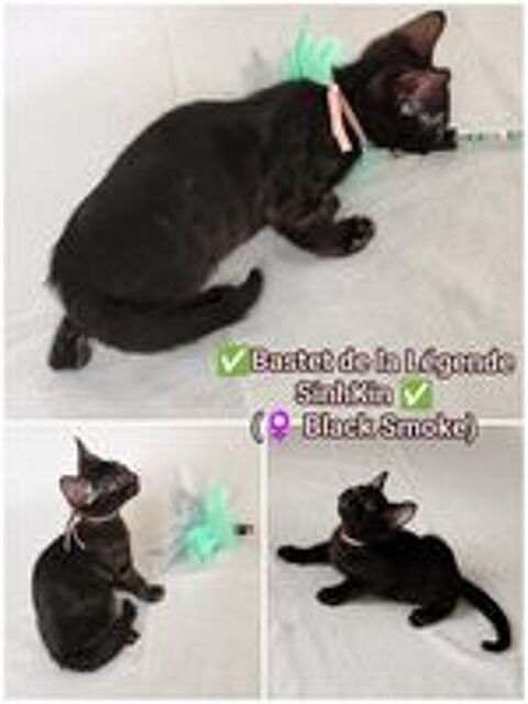   Bengals LOOF (Brown, Silver et Melanistic/Smoke) 