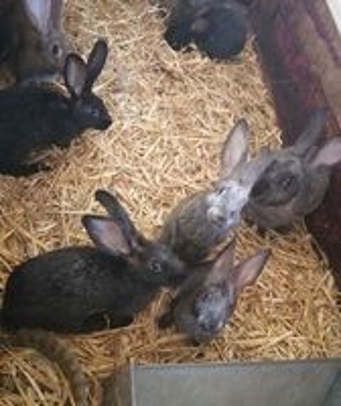  Lapins fermiers  