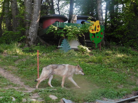 pension  chiens en libertée concept unique pour 25 par jour 0 74420 Boge