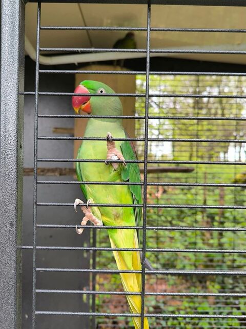 Perruche grand Alexandre femelle 250 87110 Le vigen