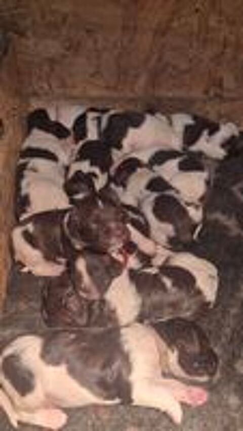   Chiots Springer Spaniel  