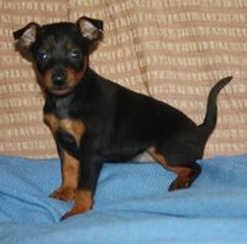   chiots femelle pinscher nain inscrite au lof 