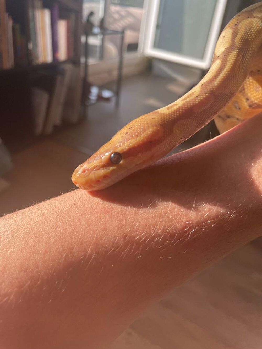 python regius Sports