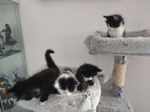   4 superbes chatons Maine Coon Noir et Blanc 
