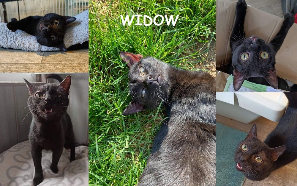   WIDOW jolie noiraude à adopter 