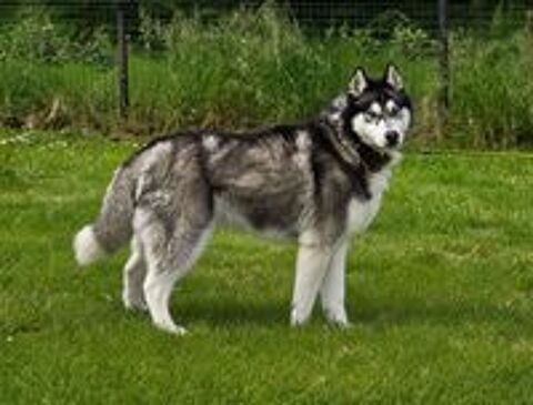   BOJKA husky 4 ans 