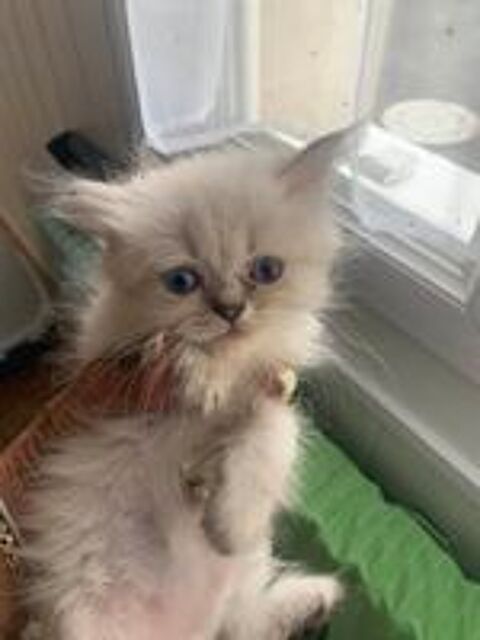   Chatons croisés sibérien/persan à réserver 