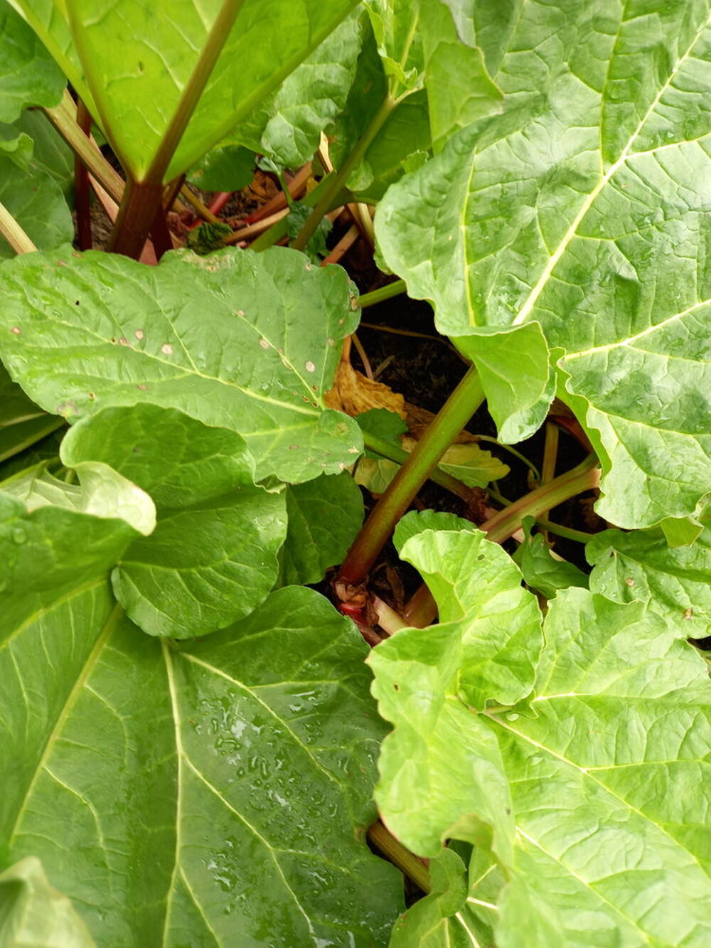 Rhubarbe de jardin naturel . Jardin