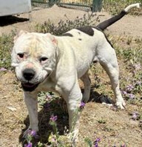   BUBULLE bouledogue américain 3 ans 