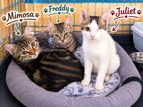 3 chatons ont besoin d'une famille 100 34500 Béziers