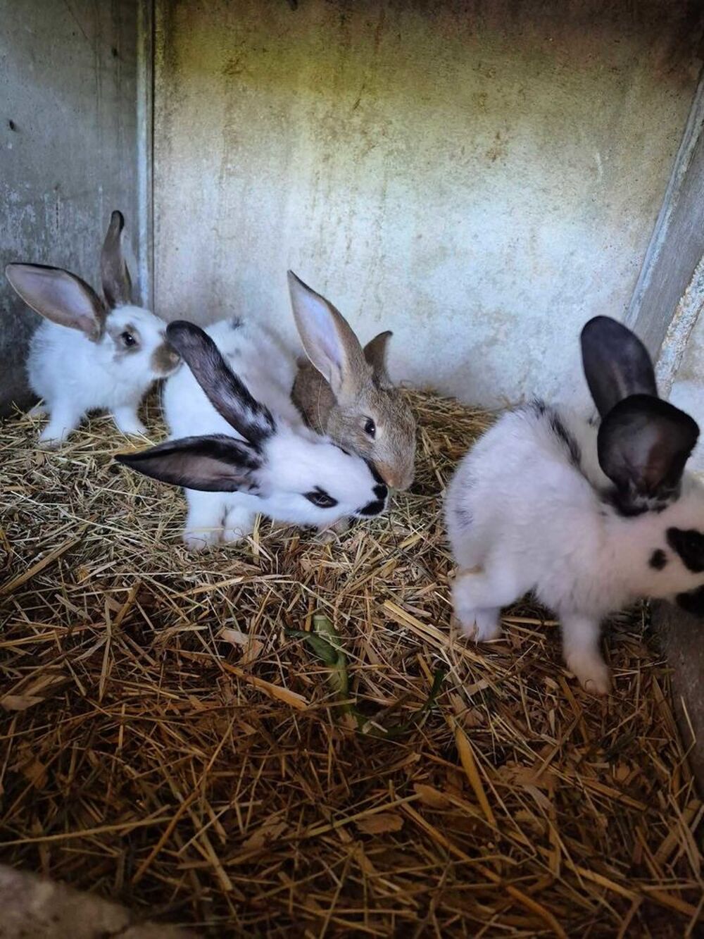 lapin geant papillon Jardin