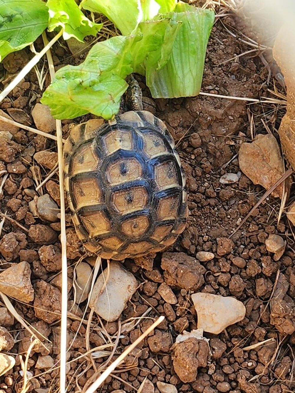   BB tortues graecca
