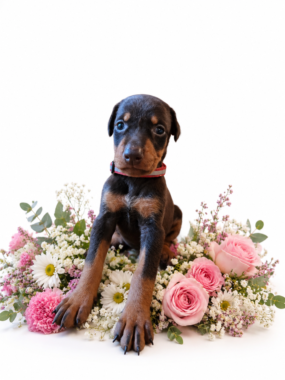   Chiot doberman  