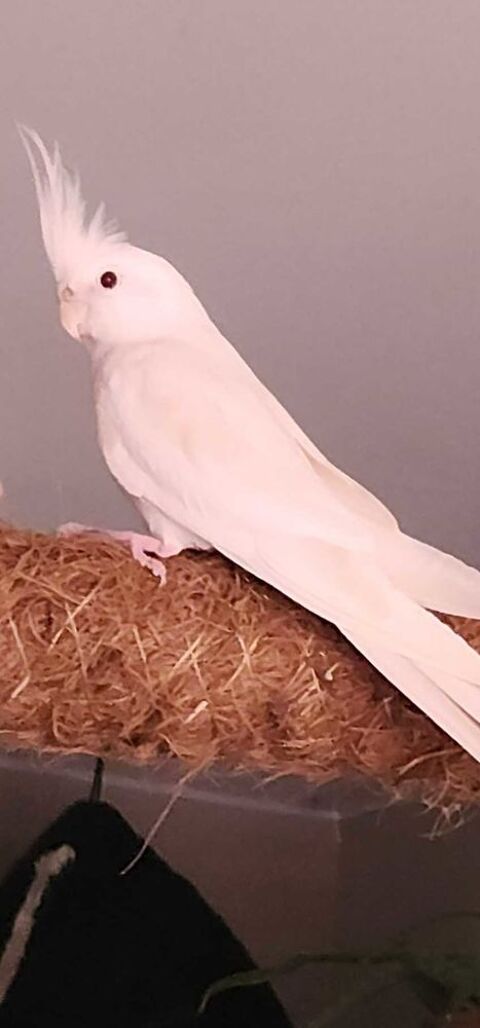 calopsitte m�le 60 Cl�r�-sur-Layon (49)