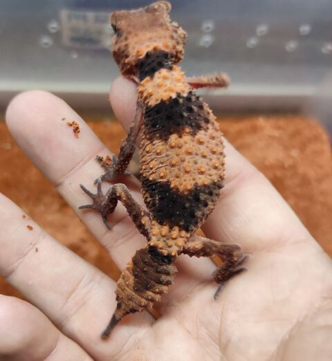 nephrurus cinctus 37360 Sonzay