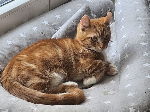 Propose chaton type main coon 0 67200 Strasbourg