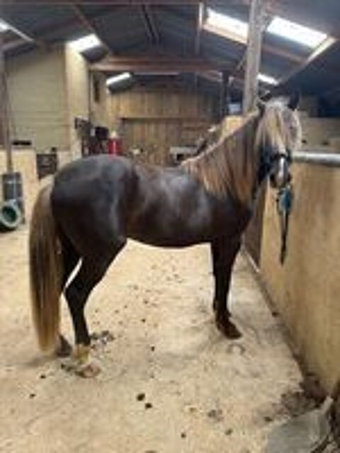  poulain  3/4 rocky mountain horse 