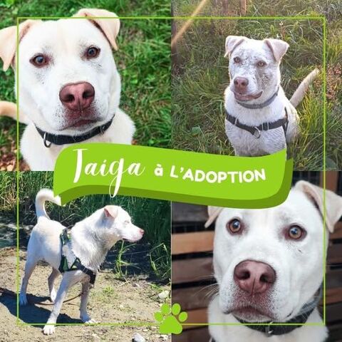 Chien TAIGA &agrave; l adoption 250 26130 Sol�rieux