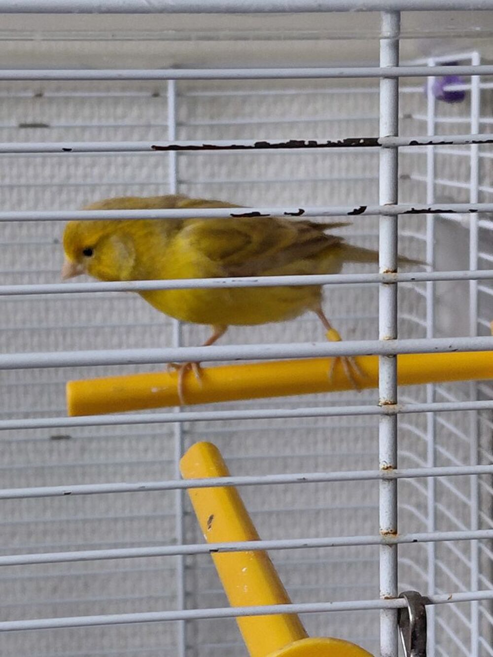   Couples reproducteur de canaris Agathe satiné  