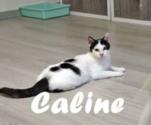   Câline 