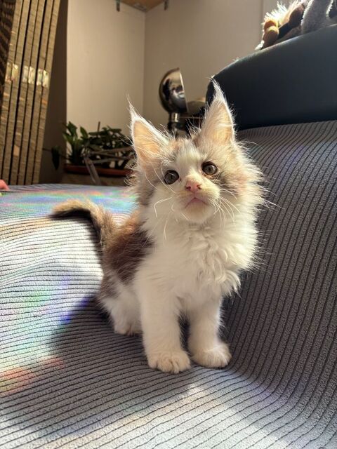 Chaton Maine coon LOOF 1300 83100 Toulon