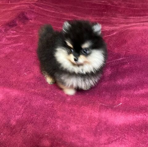 Spitz nain non lof 990 33390 Berson