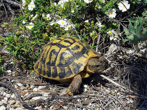 Recherche tortue Femelle Adulte 500 17000 La rochelle
