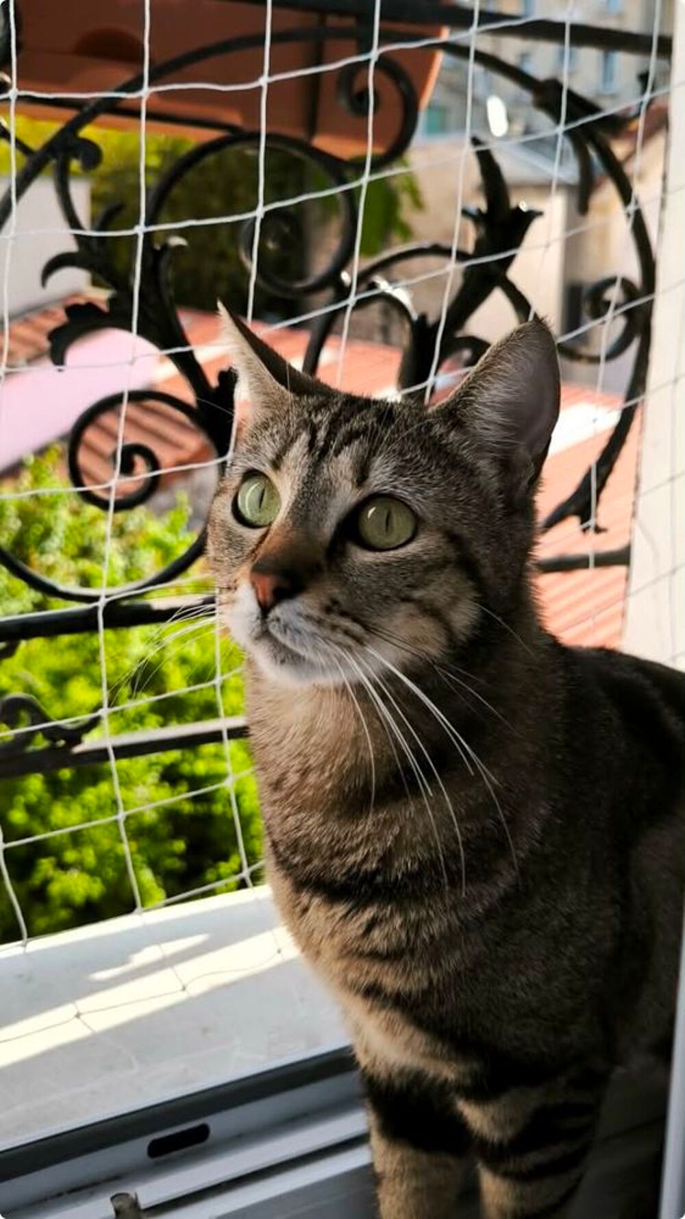   Illy, une petite âme tendre qui rêve enfin de son foyer  