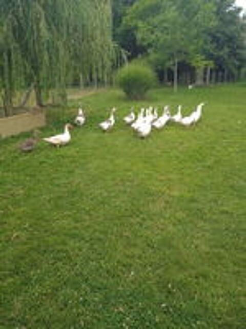   oie normande 