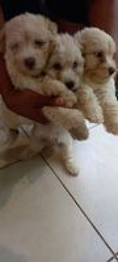   magnifiques bichons 