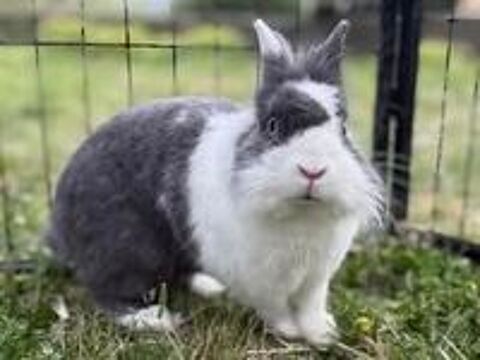   Lapin PANPAN  l adoption 