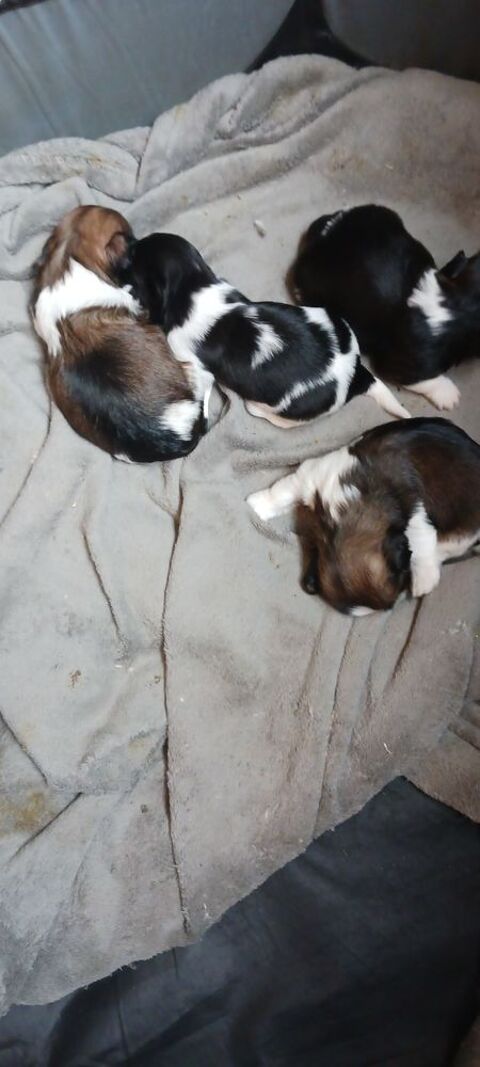 L Élevage des shihs tzu de Mary  700 34400 Lunel