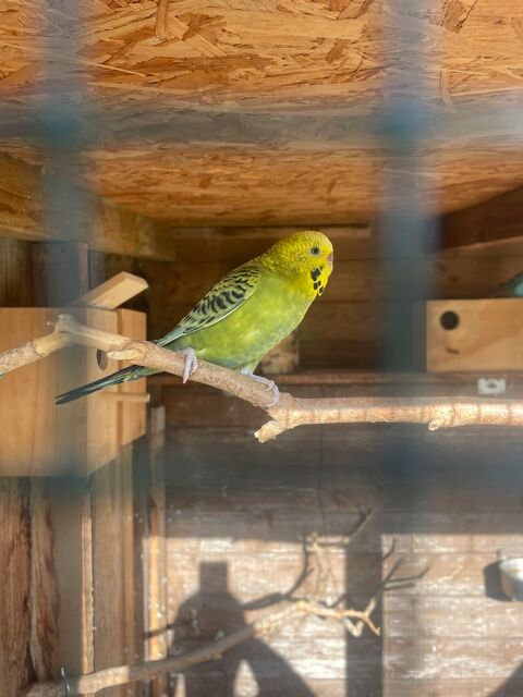 Perruches année 2025 10 33190 La role