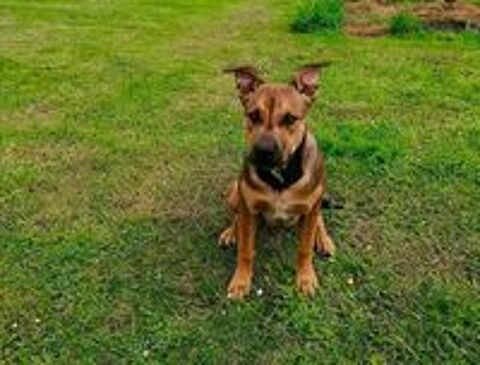   Ragnar, chiot croisé malinois à adopter 