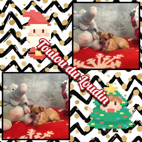 Chiot Chihuahua poils courts m&acirc;le 450 18140 Pr�cy