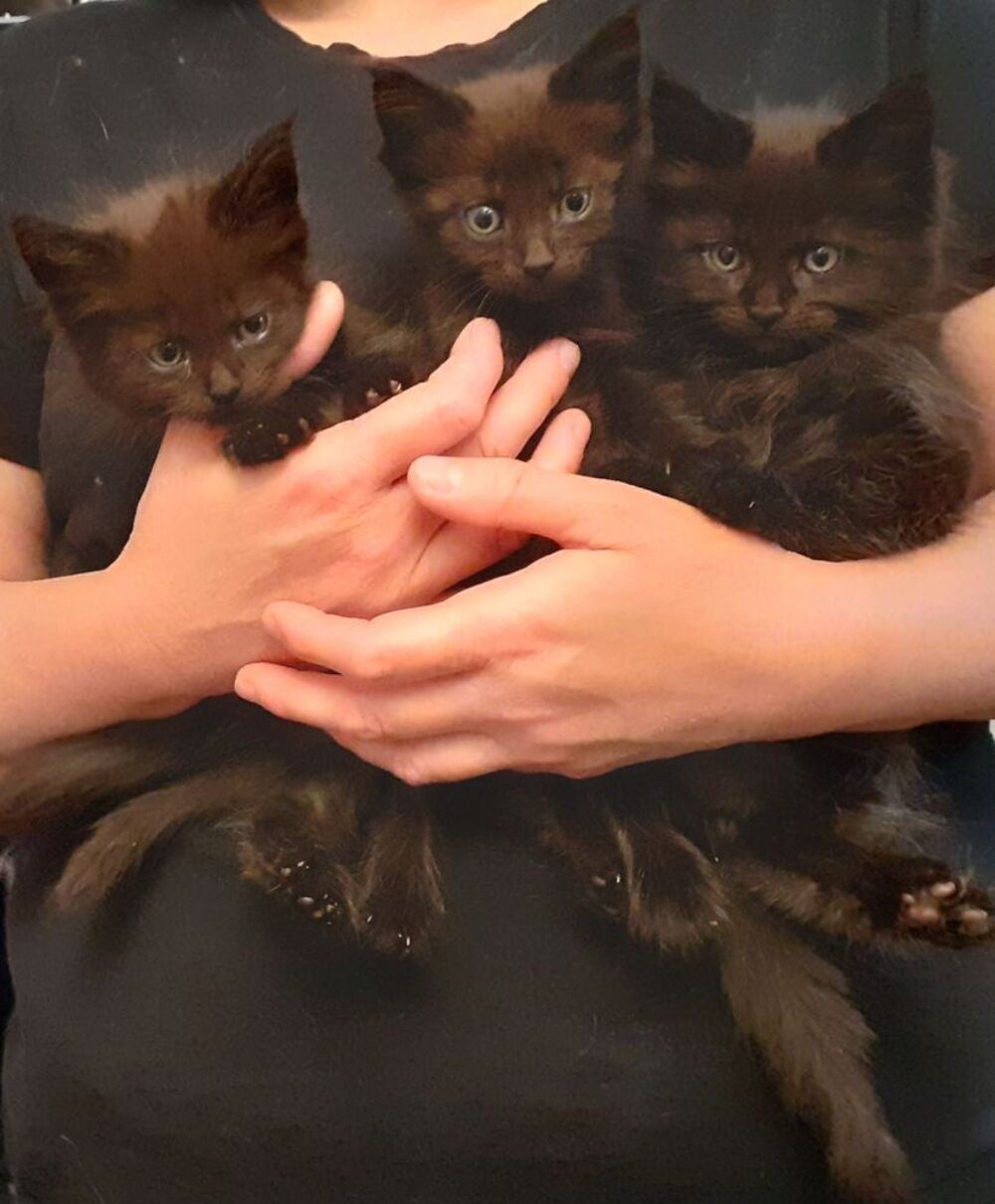   Superbes chatons Maine Coon pure race non LOOF à réserver 