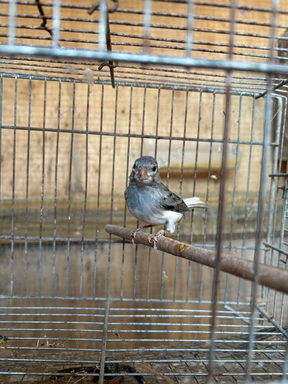   Canari Raza  